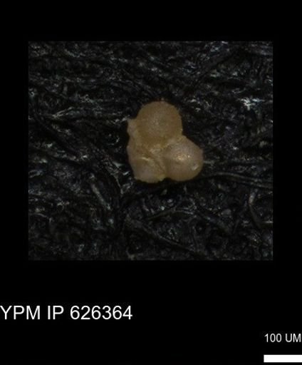 undet. Foraminiferida