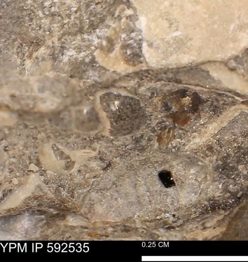Foraminifera?