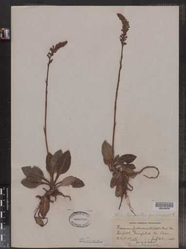Epipactis pubescens