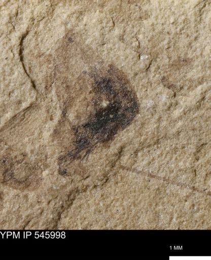 taxon undetermined