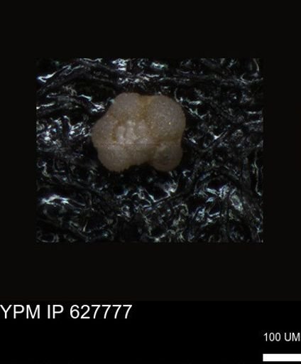 undet. Foraminiferida