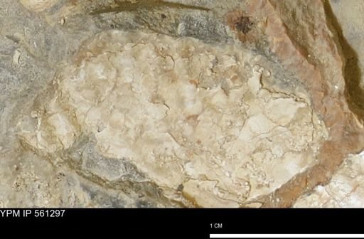 Inoceramus sp.