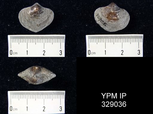 Athyris spiriferoides