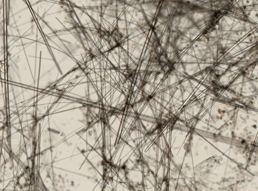 Hexactinellida