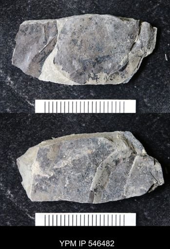 undet. Eurypterida