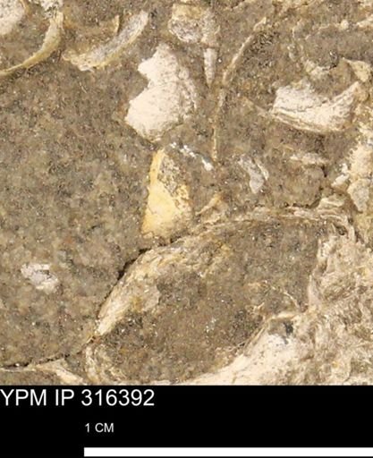 undet. Mollusca