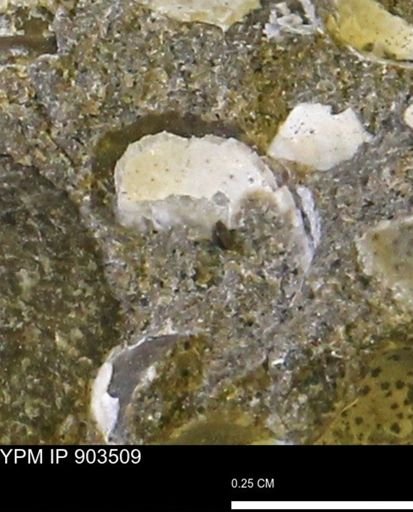 Corbulamella sp.