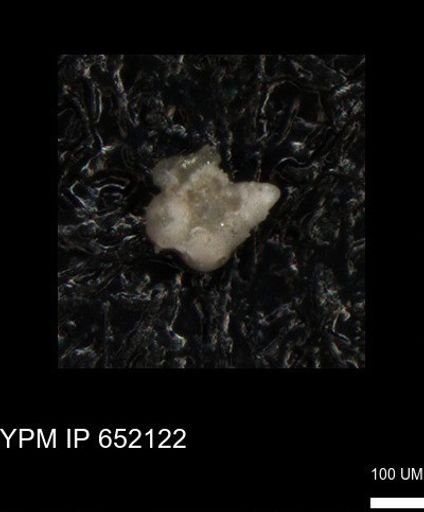 undet. Heterohelicidae