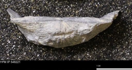 Stropheodonta demissa