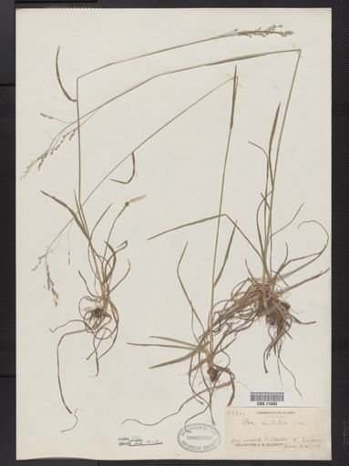 Poa languida