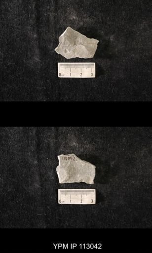 Heterocrinus?