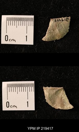 Chonetes granulifer