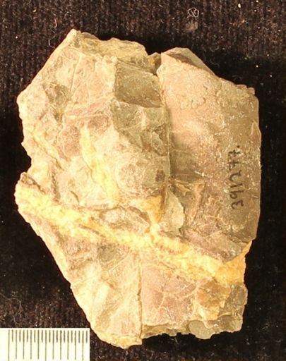 Baculites