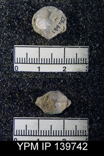 Spirigerella sp.