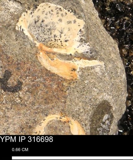undet. Mollusca