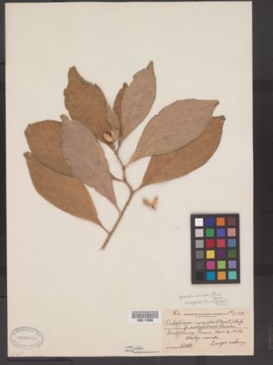 Hybanthus concolor