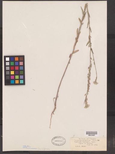 Berteroa mutabilis