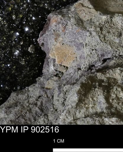 undet. Mollusca