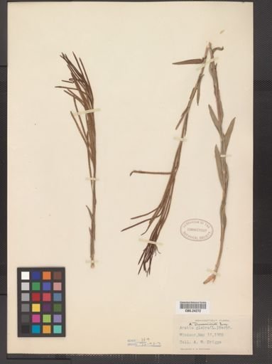 Arabis drummondii
