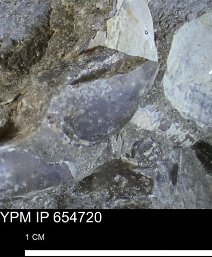 Dosiniopsis deweyi