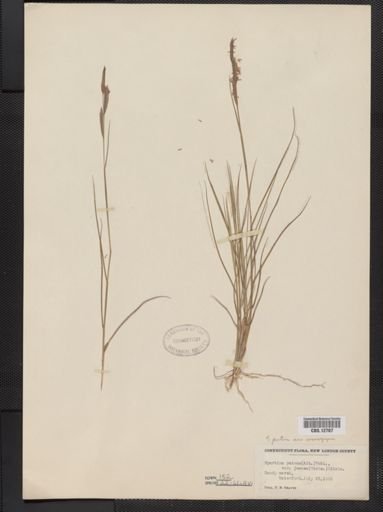 Spartina patens