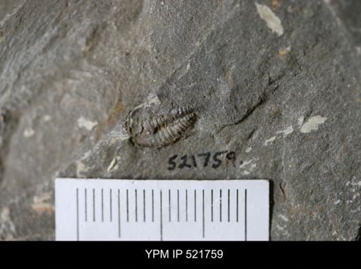 undet. Trilobita