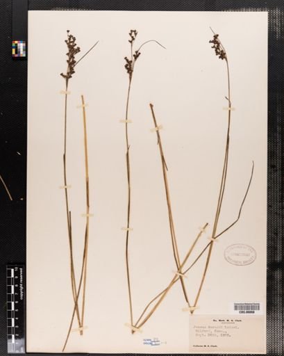 Juncus