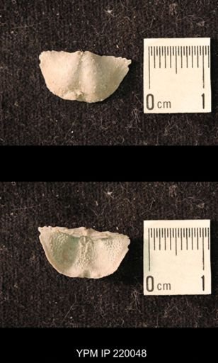 Chonetina flemingi alata