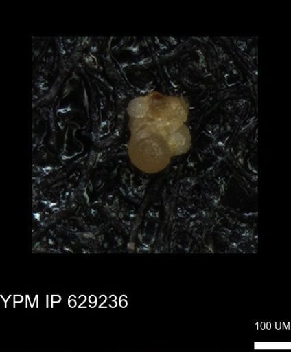 undet. Rugoglobigerinidae