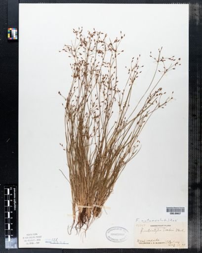 Fimbristylis frankii