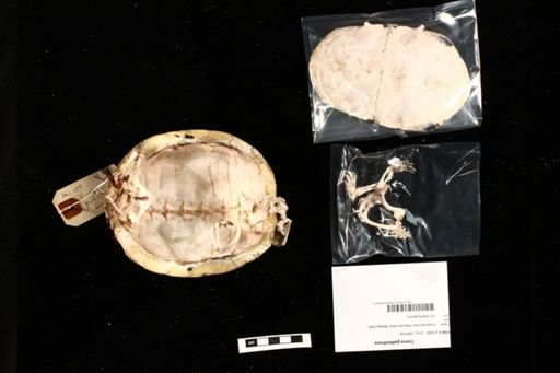 Cuora galbinifrons