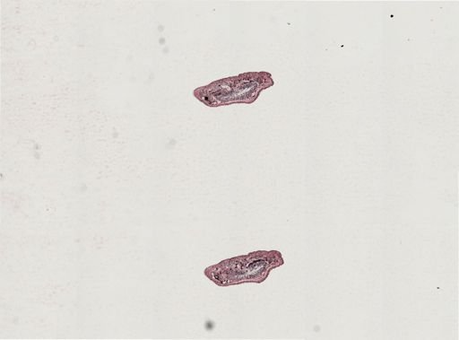 Plagiostomum morgani