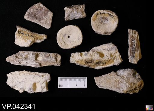 undet. Actinopterygii