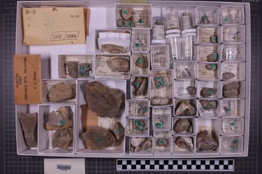 mixed taxa, stratigraphic collection