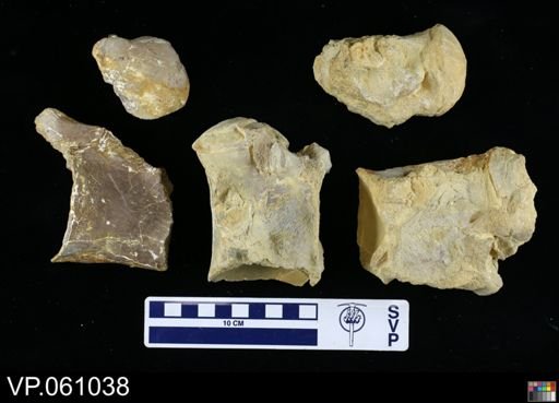 Mosasauridae