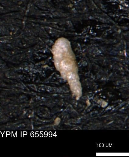 Verneuilinoides kansasensis