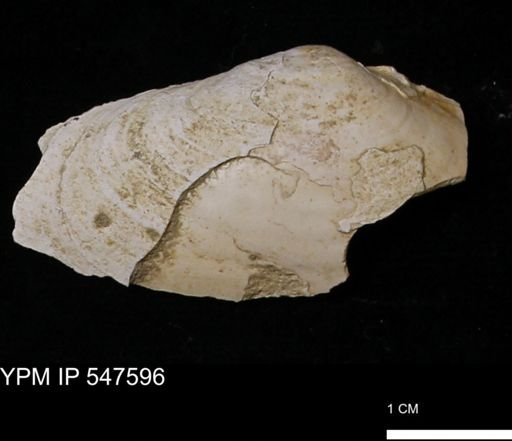 Mya arenaria