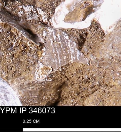 Limopsis striatopunctatus