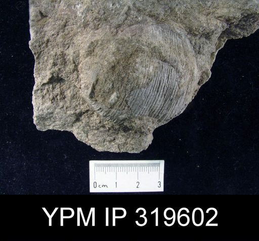Tolmatchoffia viminalis