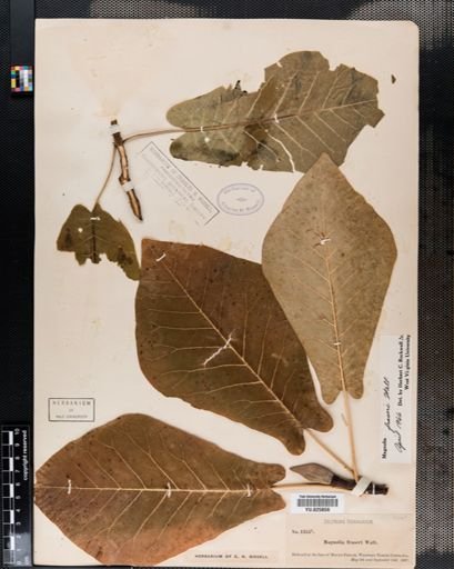 Magnolia fraseri