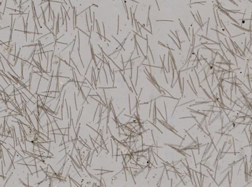 Clionidae