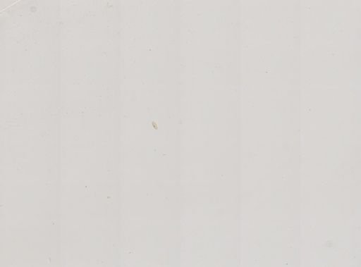 Paramecium