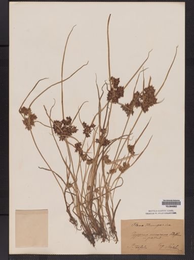 Cyperus