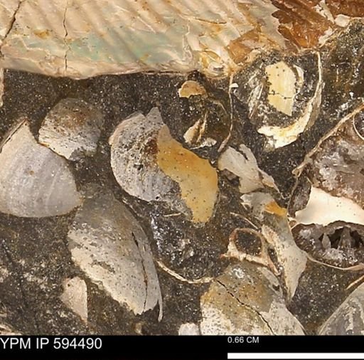 undet. Bivalvia