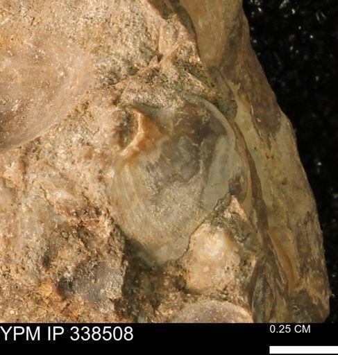 Protocardia subquadrata