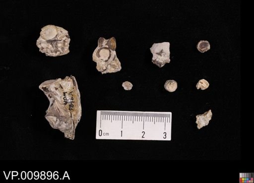 undet. Actinopterygii