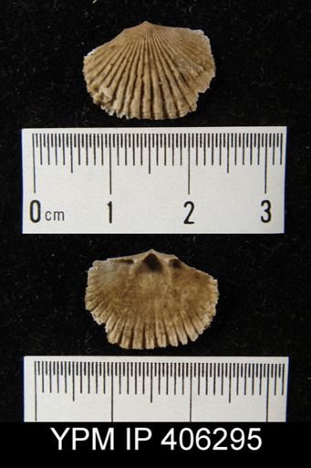 Plectorthis sp.