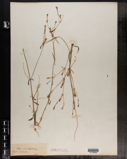 Plantae