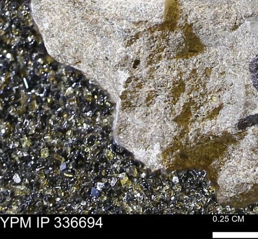 undet. Mollusca