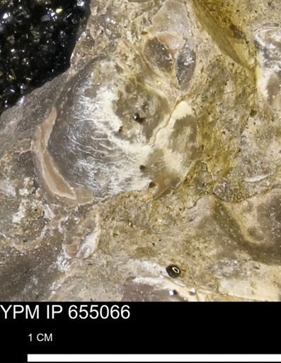 Protocardia